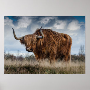 Affiche de Yak