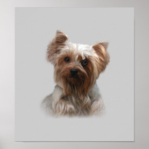 Affiche de Yorkshire Terrier