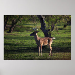 Affiche de Young Buck