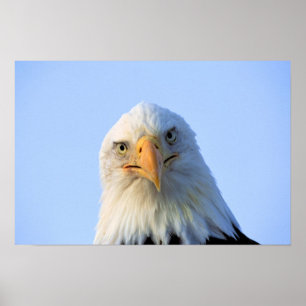 Affiche d'Eagle chauve