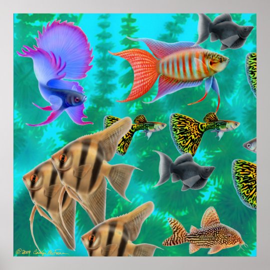 Affiche D Eau Douce De Poissons D Aquarium Zazzle Fr