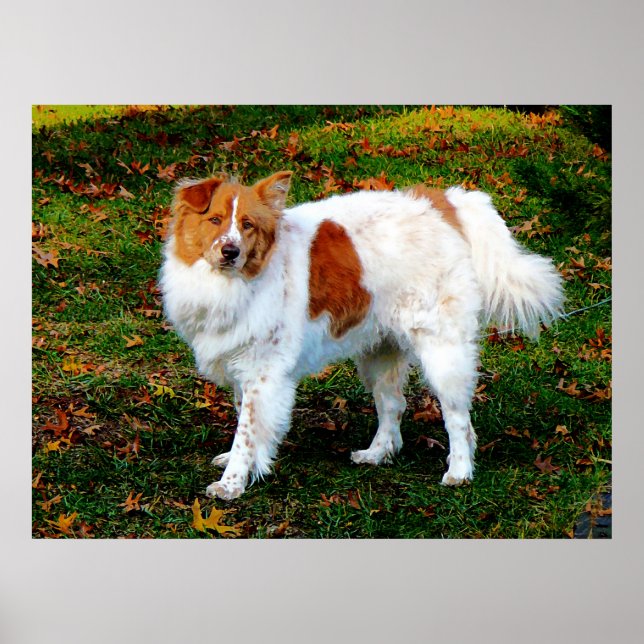 Affiche DÉBUT MOINS DE 20 $ - Collie sur pelouse (Devant)