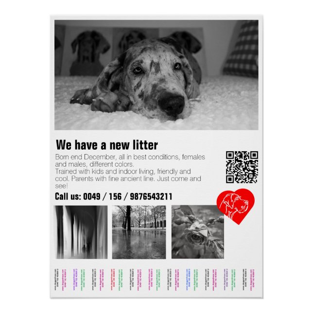 Affiche déchirante de chiot Dogue Allemand (Devant)