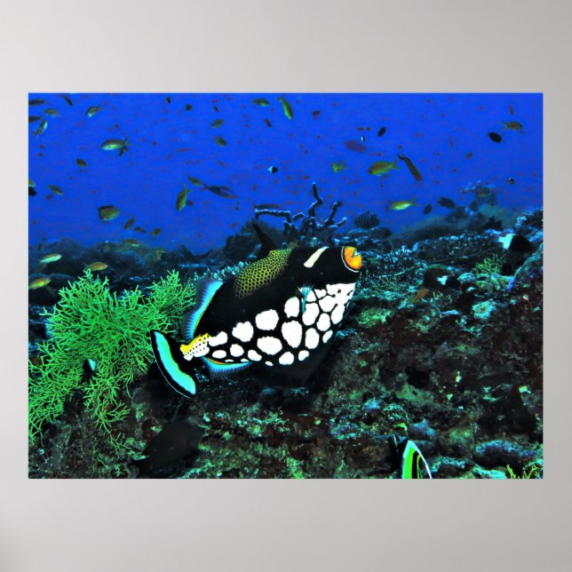 Affiche Déclencheur de clowns sur le récif (Devant)