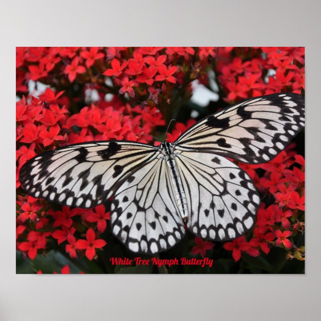 Affiche Déco Papillon Nymphe de l'Arbre Blanc (Devant)