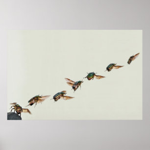 Affiche Décollage de Cetonia aurata