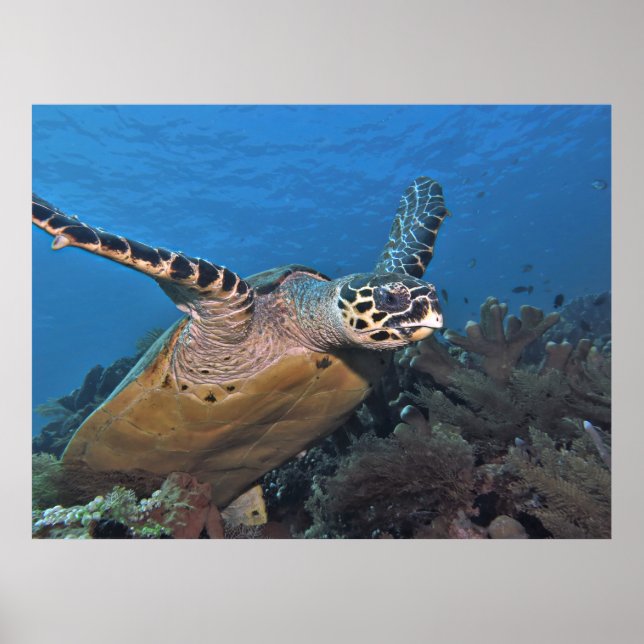 Affiche Décollage de la tortue (Devant)
