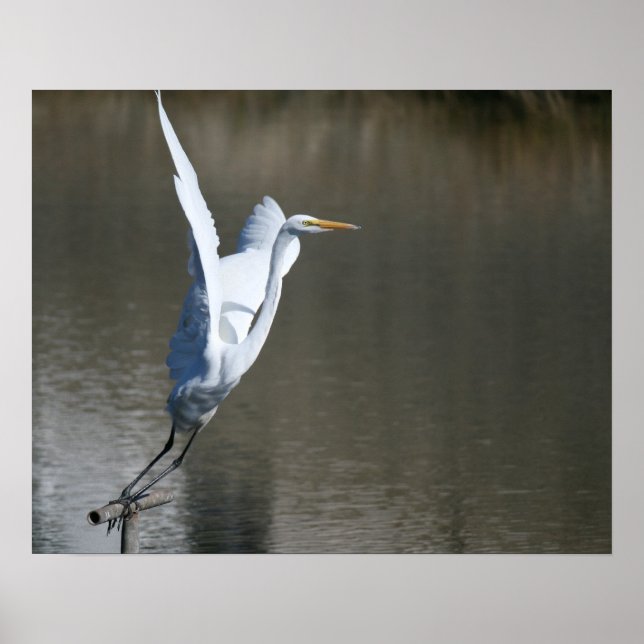 Affiche "Décollage", Great Egret (Devant)