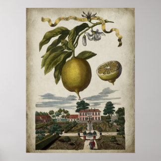 Affiche Décor baroque Volkamer Lemon