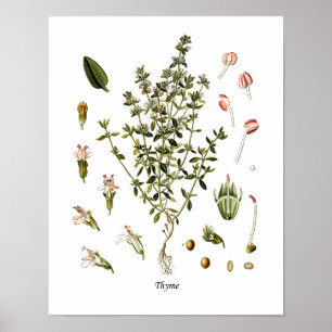 Affiche Décor botanique de cuisine d'illustration d'herbe