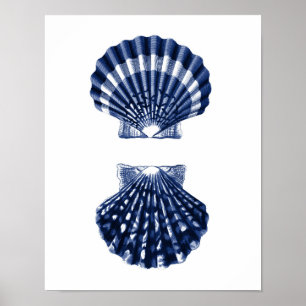 Affiche Décor de plage de Clam Shells Navy