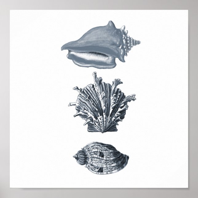 Affiche Décor de plage de coquillages gris imprimé #8 (Devant)