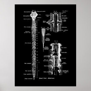 Affiche Décor Médicale d'anatomie de la colonne vertébr