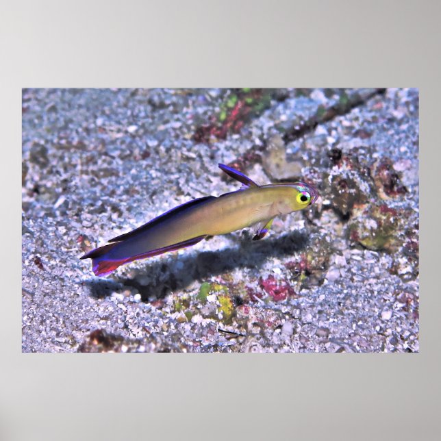 Affiche Décoré Dart Goby (Devant)