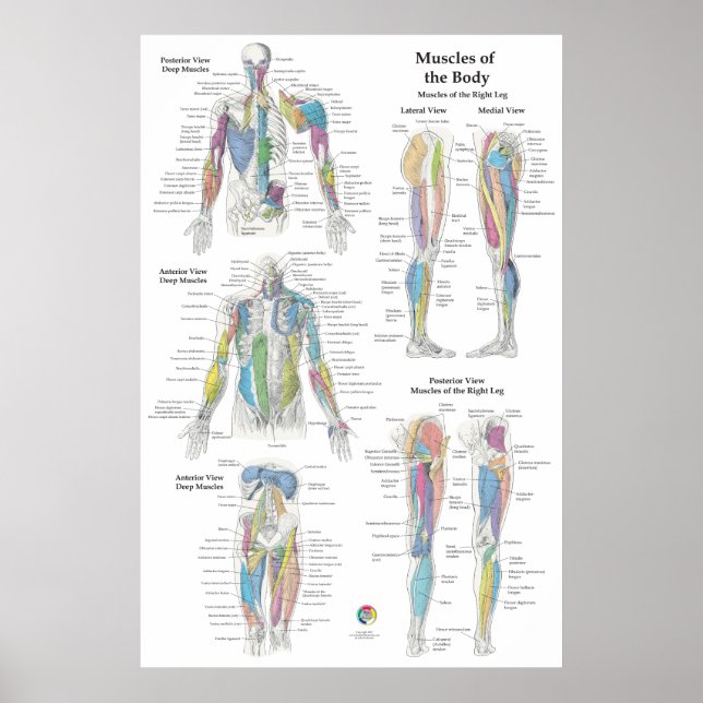 Affiche Deep Muscle Anatomy Chart (Devant)