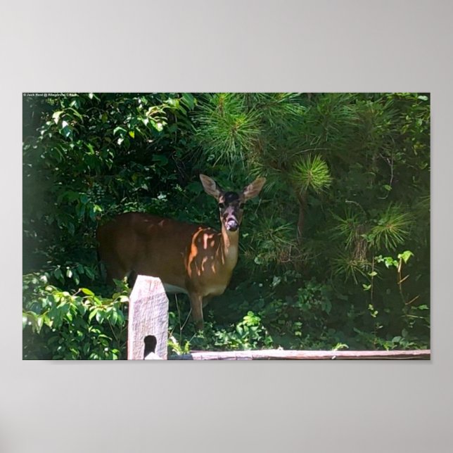Affiche Deer, (Devant)