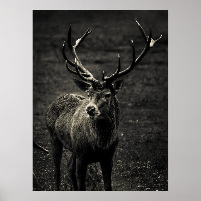 AFFICHE DEER 12 POINT BUCK (Devant)