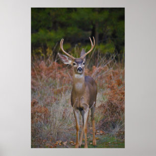 Affiche Deer 3- Tu me reproches !