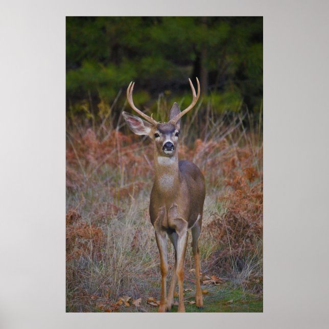 Affiche Deer 3- Tu me reproches ! (Devant)