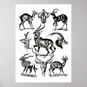 Affiche Deer Buck Antelope Animaux faune Illustrations