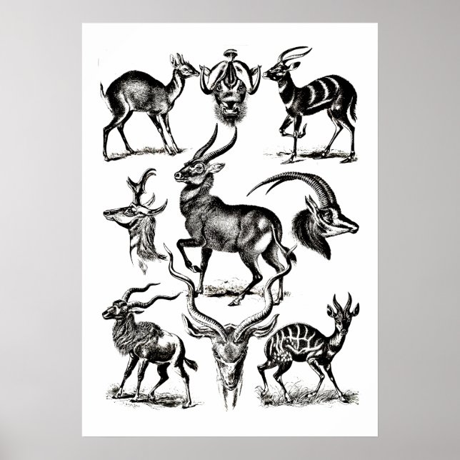 Affiche Deer Buck Antelope Animaux faune Illustrations (Devant)