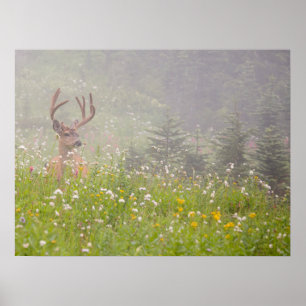 Affiche Deer Buck Parc national du Mont Rainier