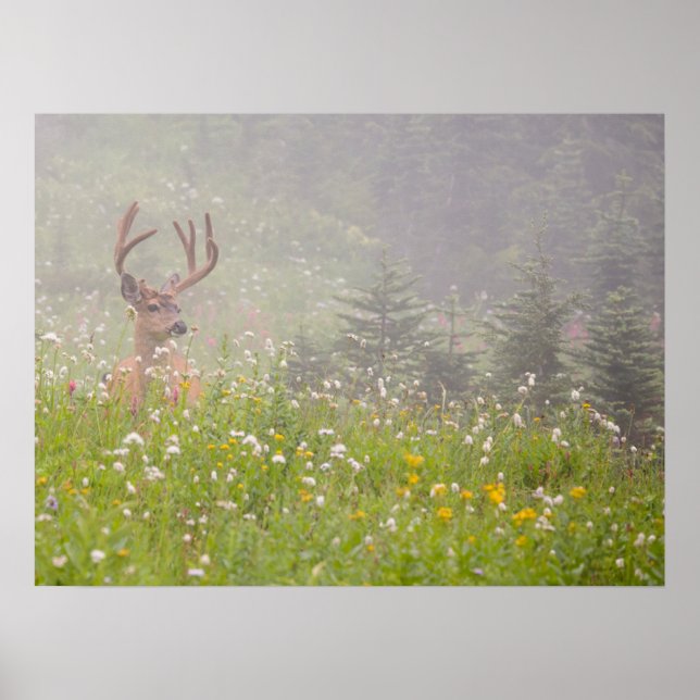 Affiche Deer Buck | Parc national du Mont Rainier (Devant)