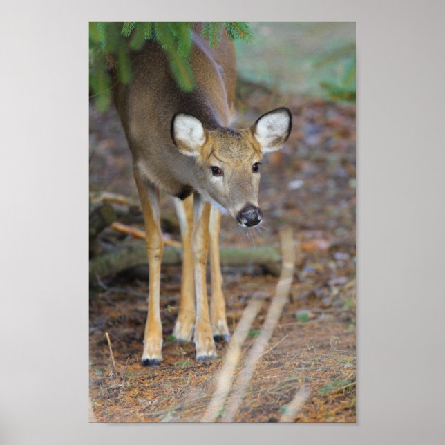 Affiche Deer, Ohio (Devant)