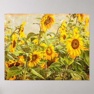Affiche Dégagement du terrain de tournesol Antique Vintage