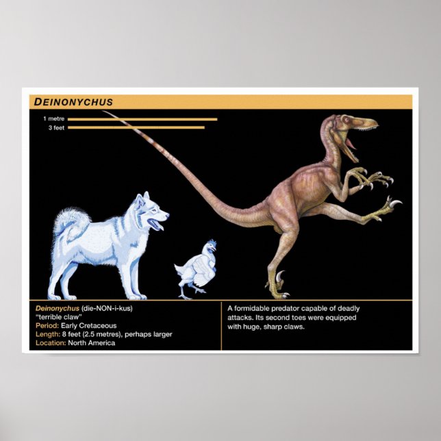 Affiche Deinonychus - Biology Jurassic Dinosaur (Devant)
