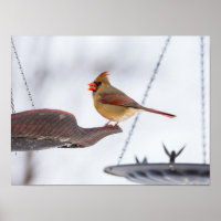 Déjeuner cardinal féminin