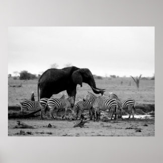 affiche d'éléphant et de zèbre de 14.95