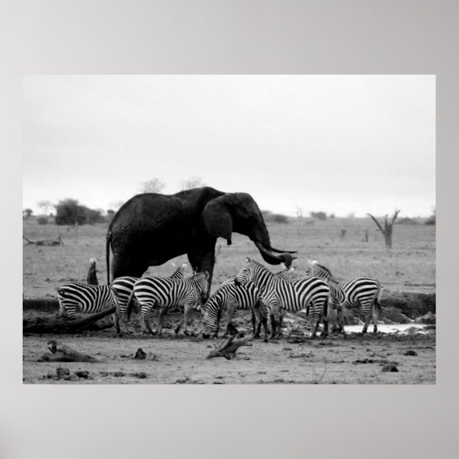 affiche d'éléphant et de zèbre de 14.95 (Devant)