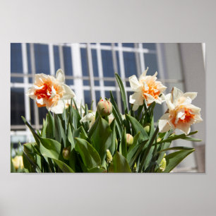 Affiche Délicat mignon daffodils printemps
