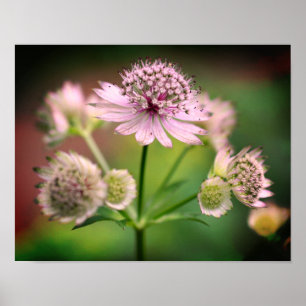 Affiche Delicate Flowers