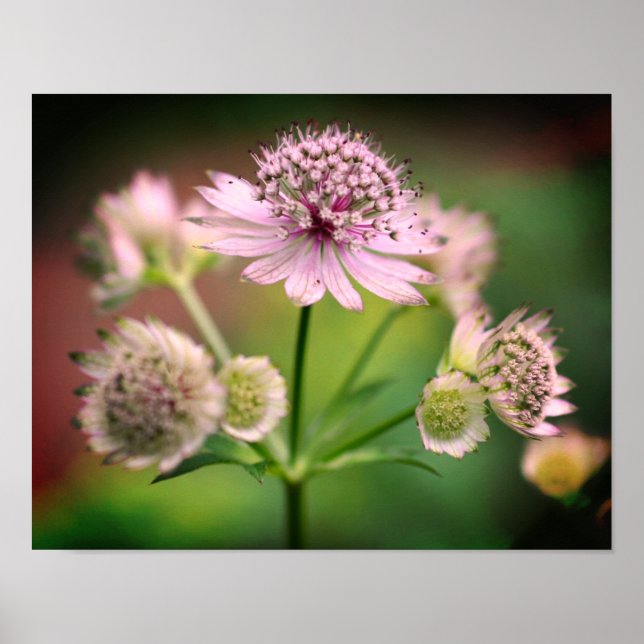 Affiche Delicate Flowers (Devant)