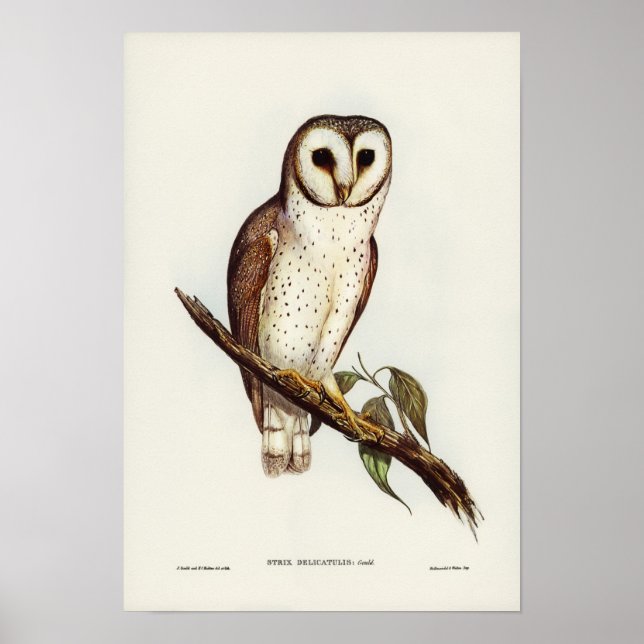 Affiche Delicate Owl par Elizabeth Gould (Devant)
