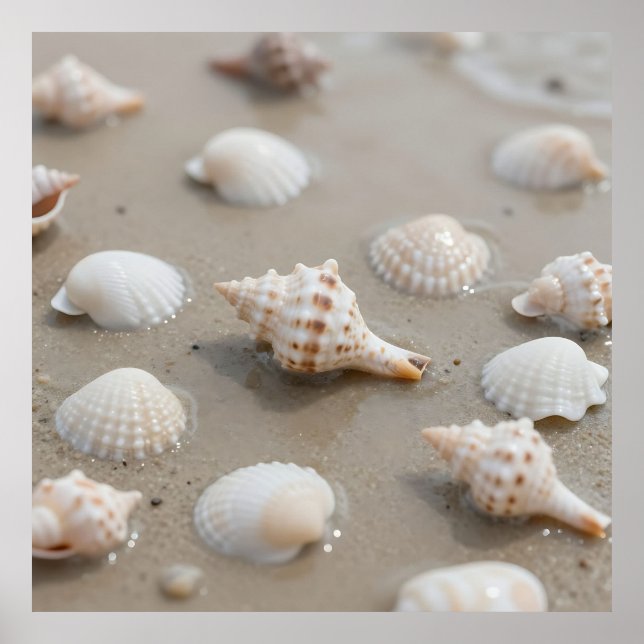 Affiche Delicate Seashells Beach Serenity (Devant)