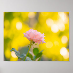 Affiche Délice de rose rose Sunny - Rêve de bokeh doré