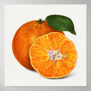 Affiche Délicieuse peinture à la mandarine orange
