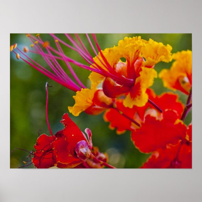 Affiche Délicieux (Devant)