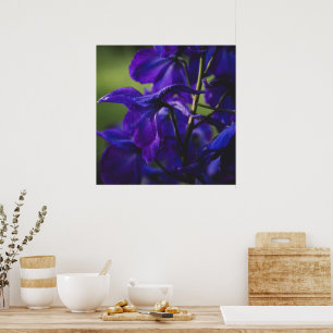 Affiche Delphinium violet profond gros