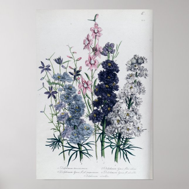 Affiche Delphiniums, du "Jardin aux Fleurs des Dames" (Devant)
