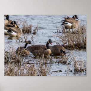 Affiche Déménagement