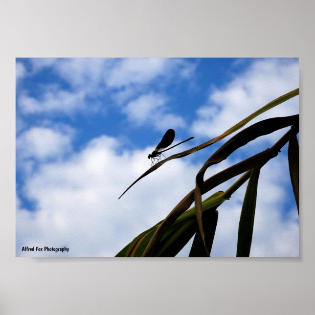 Affiche Demoiselle dans le ciel bleu (Devant)