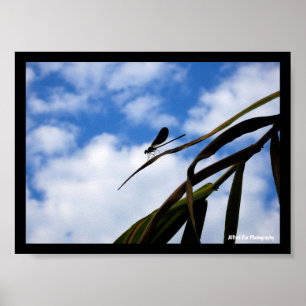 Affiche Demoiselle dans le ciel bleu