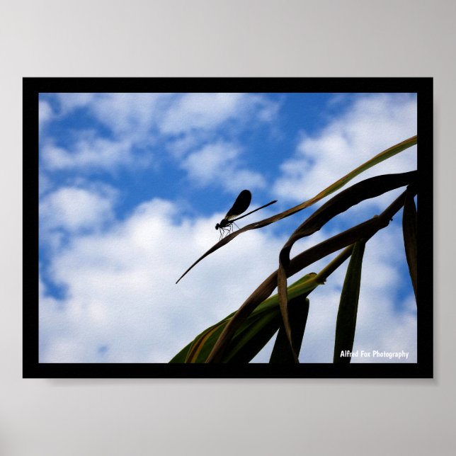 Affiche Demoiselle dans le ciel bleu (Devant)