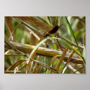 Affiche Demoiselle parmi le bambou