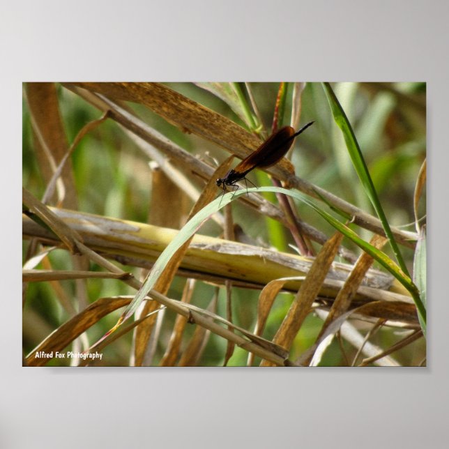 Affiche Demoiselle parmi le bambou (Devant)