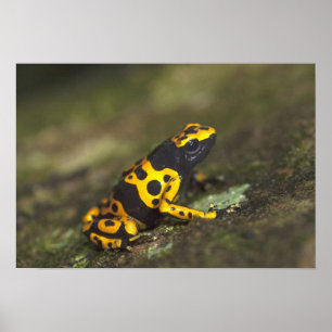 Affiche Dendrobate à bandes jaunes Dendrobates